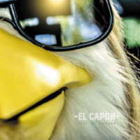 Рингтон El Capon - Shut Up Chicken на звонок скачать